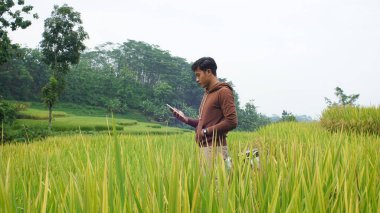 Asyalı adam pirinç tarlalarında cep telefonu tutuyor.