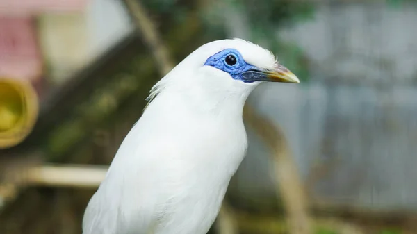 Bali Oiseau Jalak Bali Voie Disparition Oiseau Endémique Île Bali — Photo