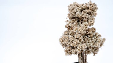 Esrar üzerindeki Edelweis çiçeği izole edilmiş beyaz arkaplan