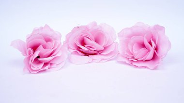 Pembe gül izole edilmiş beyaz arkaplan