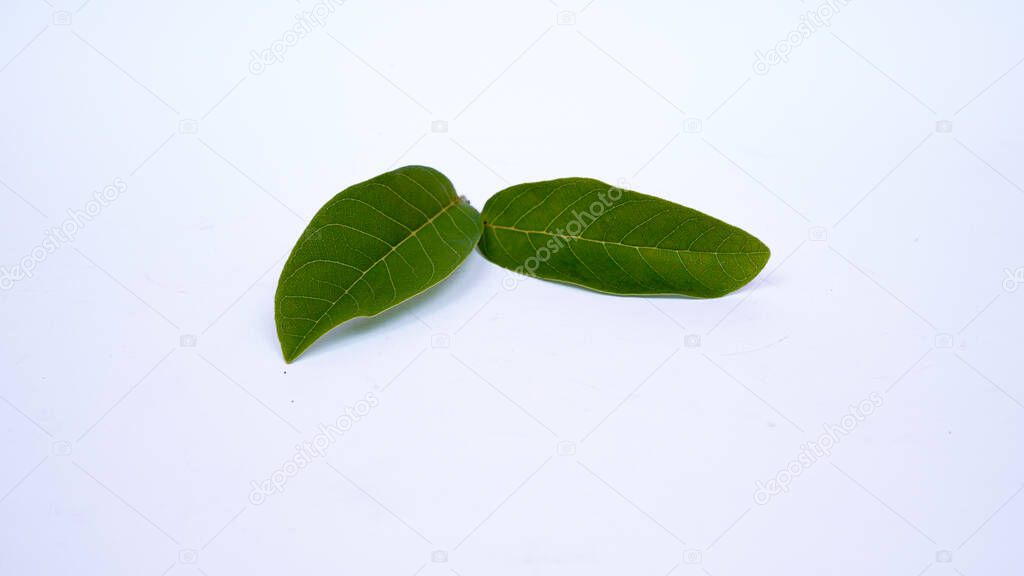 Green srikaya leaf. for health medicine isolated white background