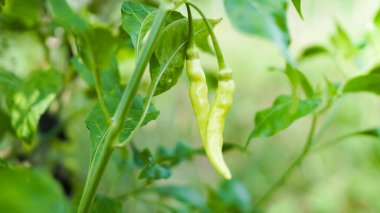 Ağaçta taze kırmızı biber rengi