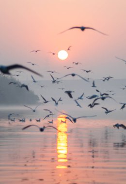 Delhi 'deki Yamuna Ghat' a tipik bir gündoğumu böyle bakar. .