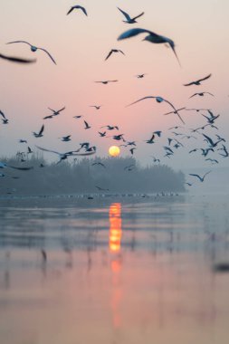 Delhi 'deki Yamuna Ghat' a tipik bir gündoğumu böyle bakar. .