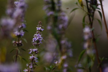 Vahşi doğada uzun, mor renkli lavanta çiçekleri