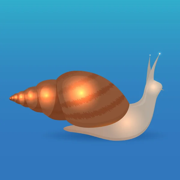 Illustration vectorielle d'un grand escargot Achatina . — Image vectorielle