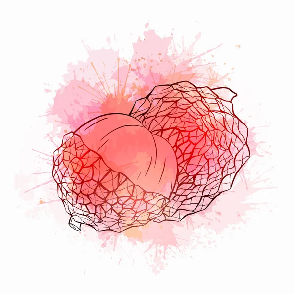 Desenho Lychee Ilustração Frutas Tropicais Com Salpicos Aquarela Rosa Vermelho —  Vetores de Stock