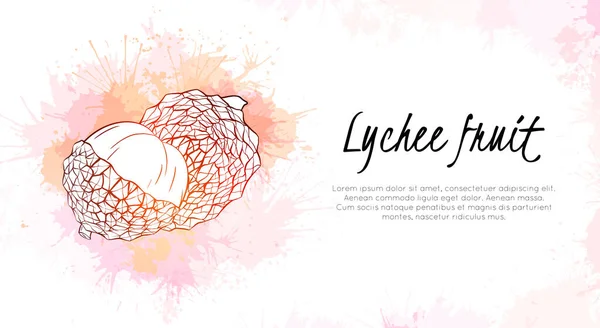 Horizontal Banner Lychee Tropical Fruit Illustration Pink Red Watercolor Splashes — Stock Vector