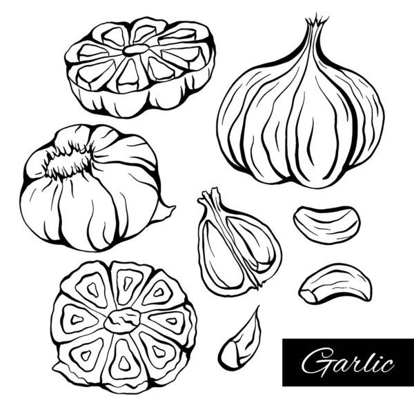 Set Von Skizze Knoblauch Illustration Verschiedenen Arten Antibakterielles Produkt Für — Stockvektor