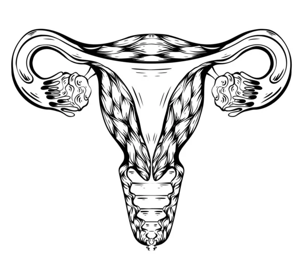 Kontur Anatomisk Skiss Livmodern Hälsosam Kvinnokropp Kvinnlig Makt Uterus Med — Stock vektor