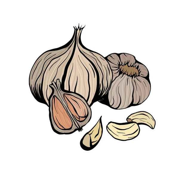 Colorful Sketch Garlic Illustration Antibacterial Product Health Useful Seasoning Cooking — Stock Vector