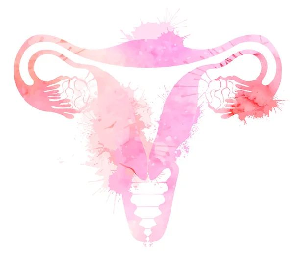Uterus Anatomi Siluet Pink Dengan Percikan Cat Air Tubuh Perempuan - Stok Vektor