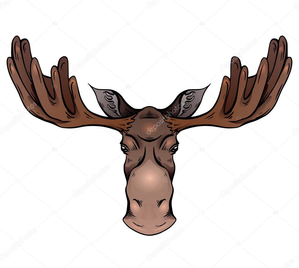 Vettoriale stockIllustrazione Colorata Una Testa Alce Con Corna Vista  Frontale Mammifero di ©veleri #444831420, image size:1023x916