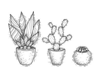Yumurtadan çıkan tencerelerde bulunan sulu kaktüslerin çizimi. İç dekorasyon için bir ev bitkisinin oymalı resmi. Kartlar, pankartlar, çıkartmalar ve yaratıcılığınız için vektör çizimi.