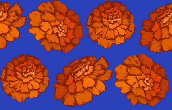 Sömlös Mönster Med Färgglada Botaniska Skiss Ringblomma Blommor Blå Bakgrund — Stock vektor