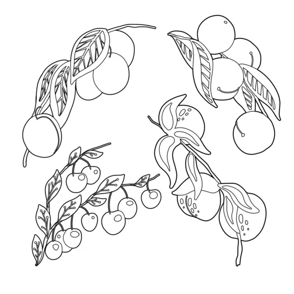 枝や葉にはアウトラインストーンフルーツのセット ベクトル輪郭果実の自然なイラスト ネクタリン チェリー 白い背景に甘い食べ物が隔離された小枝の画像 — ストックベクタ