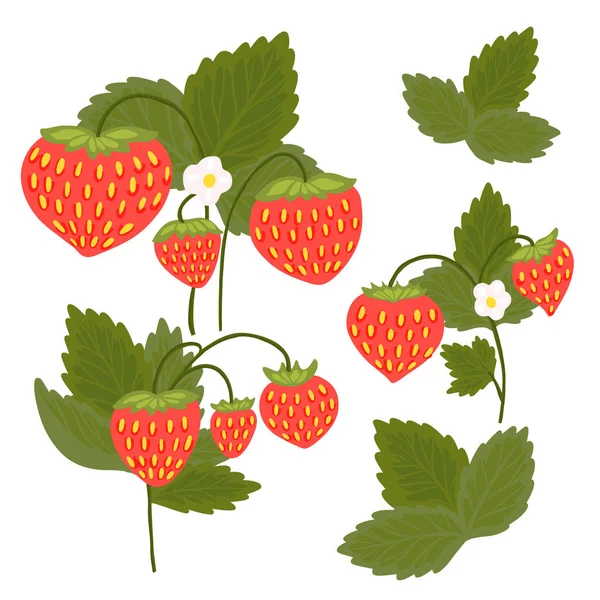 Erdbeeren Mit Blättern Und Blumen Die Vom Hintergrund Isoliert Sind — Stockvektor