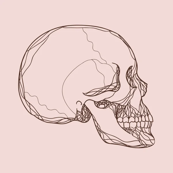 Human skull in profile — Stock Vector