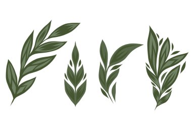 Yeşil renkli yaprak klipsleri seti. Kart, baskı, çıkartma ve dekoratif projeler için zarif, zarif yaprak koleksiyonu