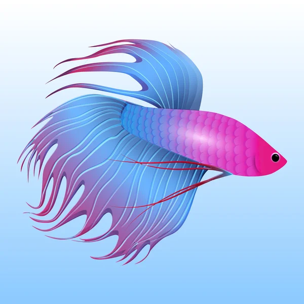 Tropické ryby kohout pro vaši kreativitu — Stockový vektor