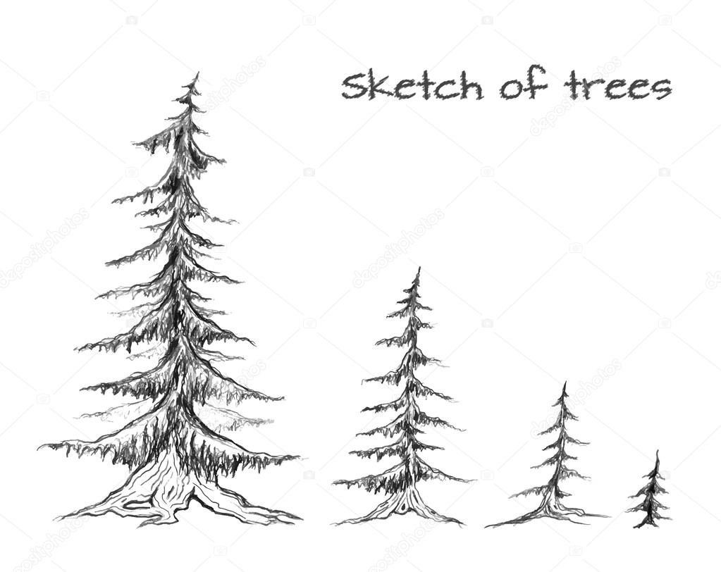 Pencil Sketch Of Trees Of Different Sizes Vector Element