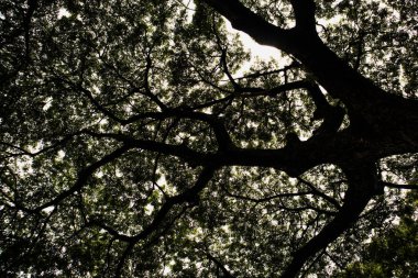 Ağaç siluetinin dalları, alt görünüm fotoğrafçılığı.