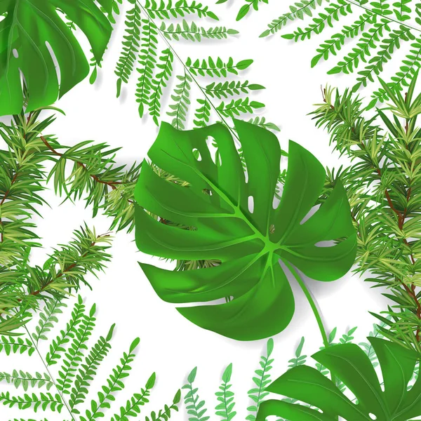 Gruppe Von Pflanzenblättern Aus Tropischen Wäldern Monstera Farn Kiefernblatt Hintergrund — Stockvektor