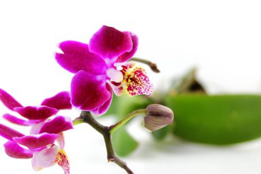 Mor orkide çiçeği phalaenopsis, falaenopsis veya beyaz arka planda falah. Sağda mor falaenopsis çiçekleri var. Kelebek orkideleri olarak bilinir. Seçici odaklanma. Metnin için bir yer var..
