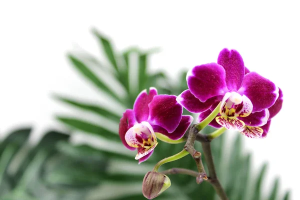 在白色背景上的紫色兰花花序 花序或花序 紫色的凤仙花在右边 被称为蝴蝶兰花 有选择的重点 有一个地方你的文字 — 图库照片