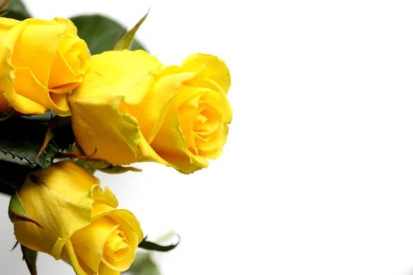 白い背景に美しい黄色のバラが孤立し. — ストック写真