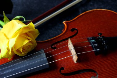 Keman, siyah arka planda sarı gül. Üst