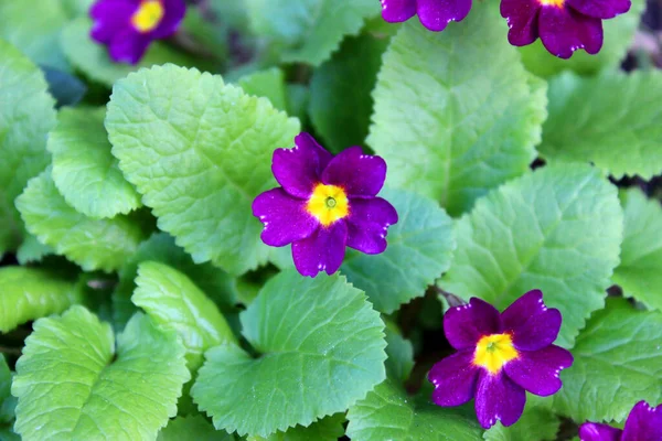 Voorjaar groeiende bloemen en natuur die tot leven komt — Stockfoto