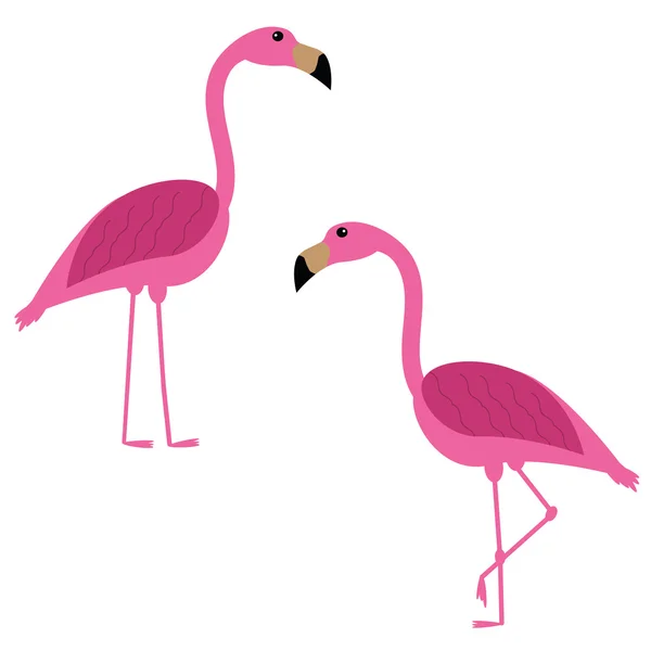 İki pembe flamingo.