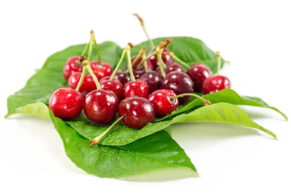 Frutos de cereza aislados — Foto de Stock