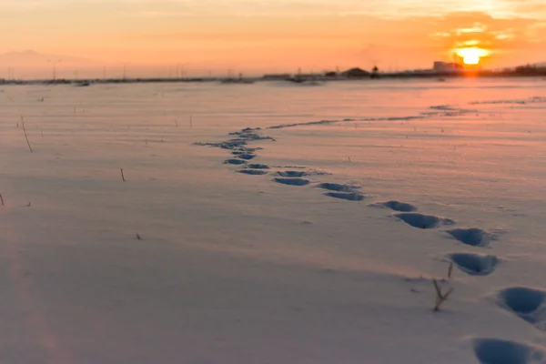 Footprints on the snow. Snow and winter landscape — Stock Photo, Image