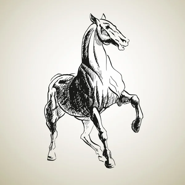 Sketh de cheval — Image vectorielle