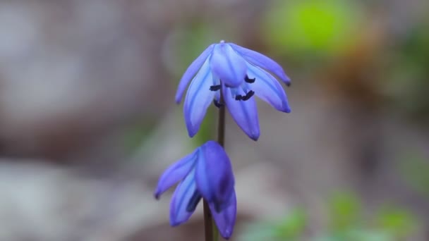 kék hóvirág a tavaszi erdőben