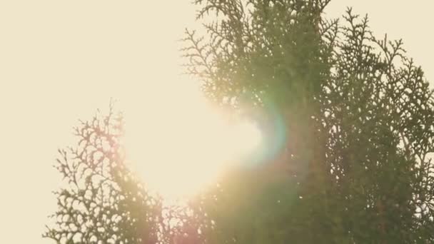 Flowering plant at sunset in the sun — Stock Footage Flowering plant at sunset in the sun Royalty Free Stock Footage