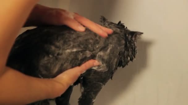 Duş altında banyo tüpü sevimli kedi. Onu yıkamak için duş kabininde genç pisi tutan kadın kişi düşük açı. İngiliz ırkı.