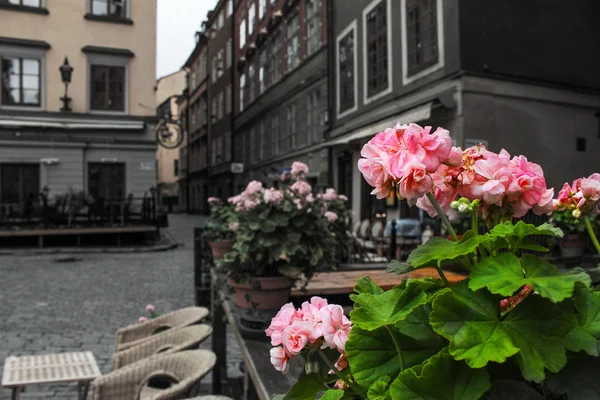 Stockholm květiny — Stock fotografie