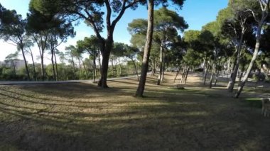 Küçük çam ağaçları ile güneşli bir gün ve gün batımında köpeklerle yürüyen yayalar Şehir Parkı Panoraması