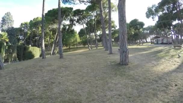Çam ağaçları ve taş banklar ile güneşli bir günde bir ıssız park boyunca yürümek — Stok video