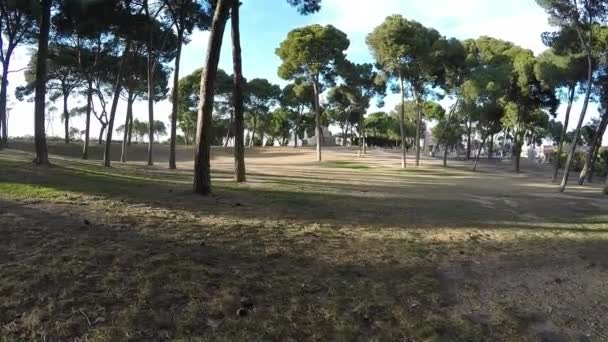 Movimento no parque no gramado entre as árvores em um dia ensolarado — Vídeo de Stock