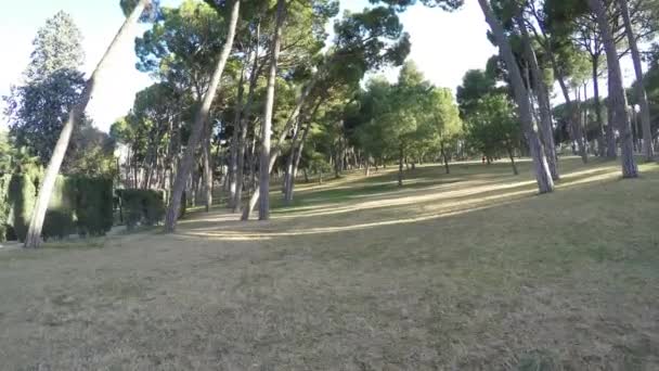 Movimento através do parque em um dia ensolarado as árvores são muito baixas para a grama amarelada — Vídeo de Stock