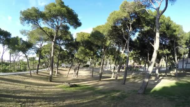 ภาพรวมของสวนสาธารณะเมืองที่มีต้นไม้และเงาในวันที่แดด — วีดีโอสต็อก