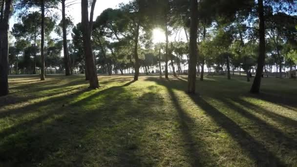 Movimento para conhecer o sol brilhante no parque entre as árvores — Vídeo de Stock