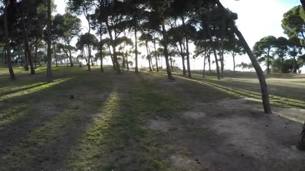 Mouvement dans le parc au coucher du soleil à travers les arbres pour rencontrer le soleil 