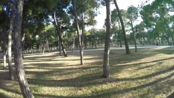 Movement through the trees in the park with large shadows on a sunny day — Stock Video