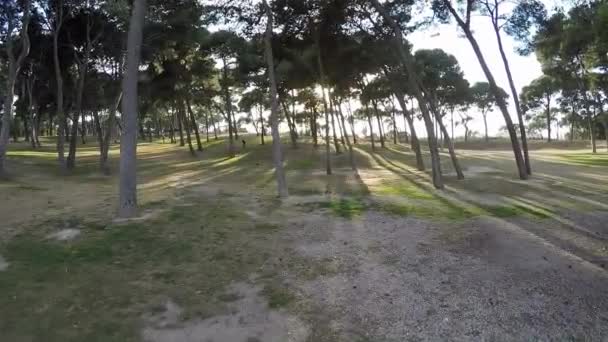 Movement in the park at sunset to meet the sun — Stock Video