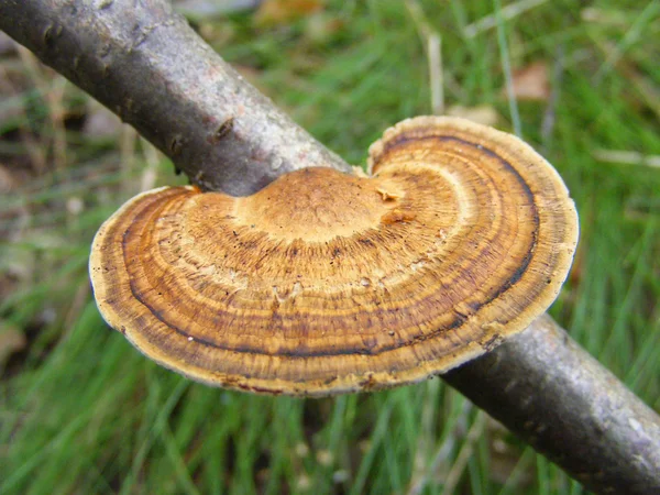 Cogumelo de cubo na floresta — Fotografia de Stock